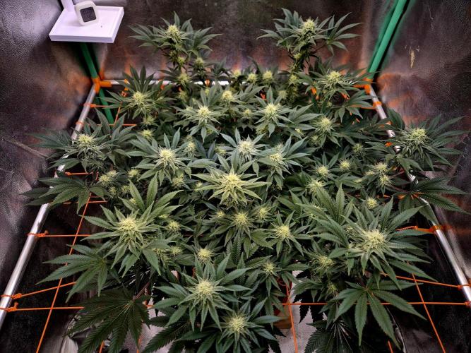 Orange bud main lining. Week 13