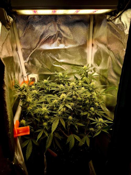 Special Kush (clone) main lining. Week 9 - 13.03.