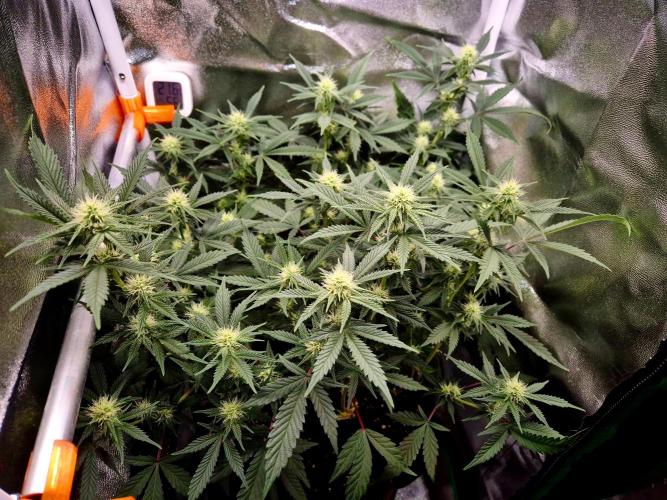 Special Kush (clone) main lining. Week 9