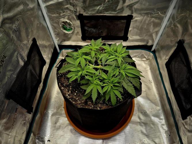 Cream Mandarine main lining. Week 5 - 14.03.
