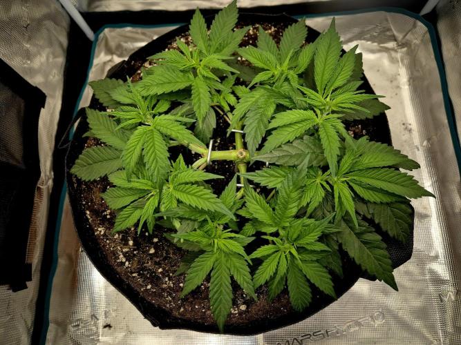 Cream Mandarine main lining. Week 5