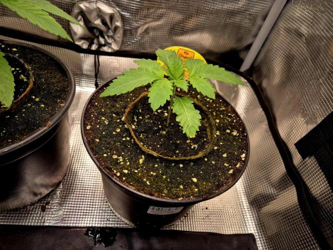 Rainbow Hitter. Week 2