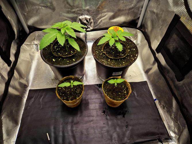 Rainbow Hitter. Week 2 - 14.03.