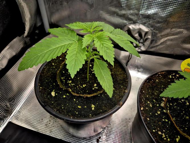 F026 - The Tropical Ice Cream One (USA). Week 2