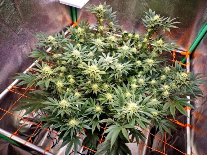 Orange bud main lining. Week 13