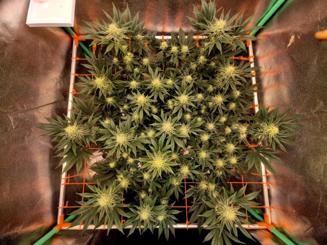 Orange bud main lining. Week 13
