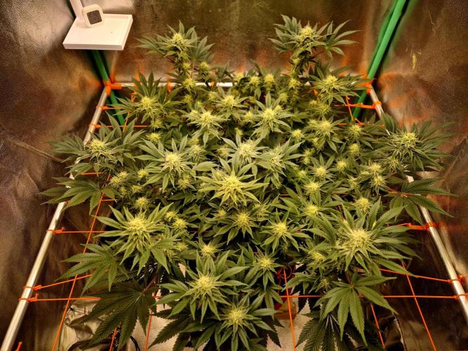 Orange bud main lining. Week 13