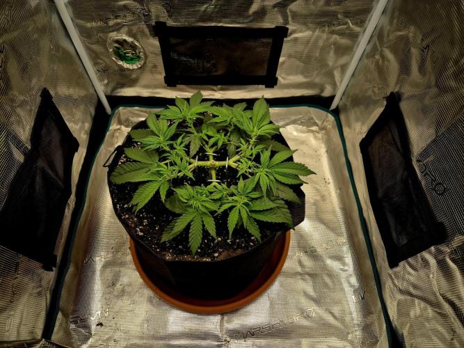 Cream Mandarine main lining. Week 6 - 15.03.