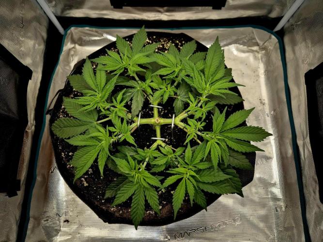 Cream Mandarine main lining. Week 6