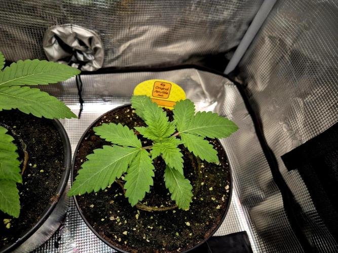 Rainbow Hitter. Week 3 - 15.03.