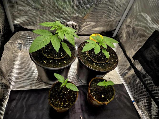 Rainbow Hitter. Week 3
