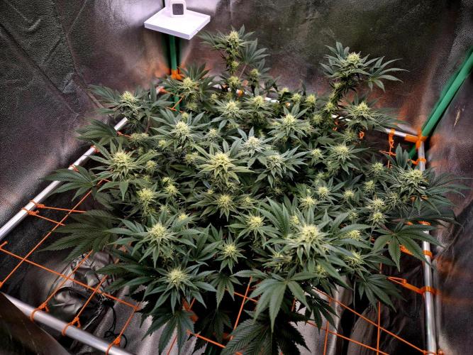 Orange bud main lining. Week 14 - 15.03