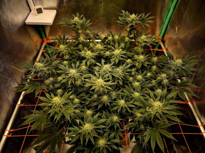 Orange bud main lining. Week 14