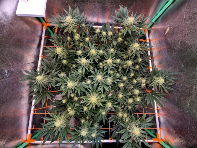 Orange bud main lining. Week 14