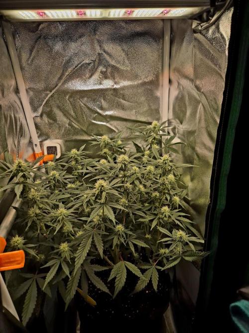 Special Kush (clone) main lining. Week 10 - 15.03.