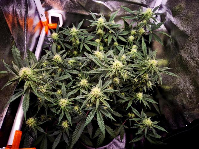 Special Kush (clone) main lining. Week 10