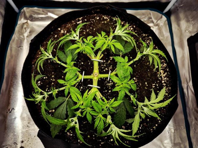 Cream Mandarine main lining. Week 6 - Training day 16.06.