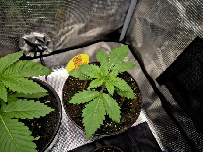 Rainbow Hitter. Week 3 - 16.03.