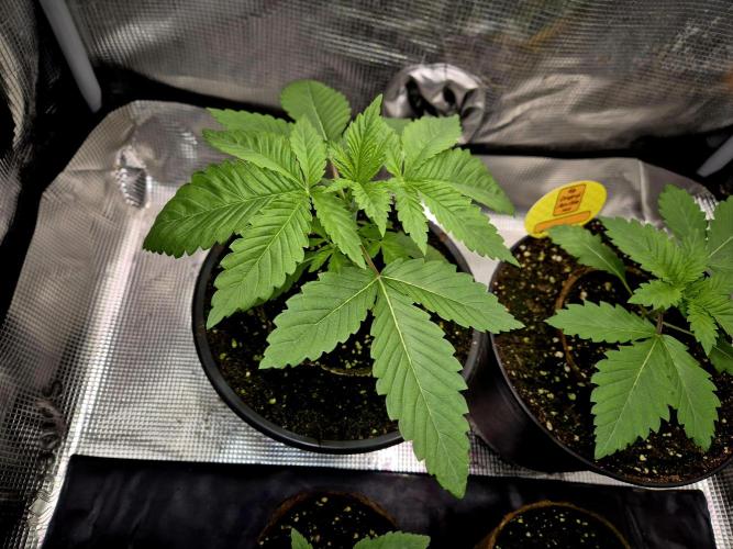 F026 - The Tropical Ice Cream One (USA). Week 3 - 16.03.