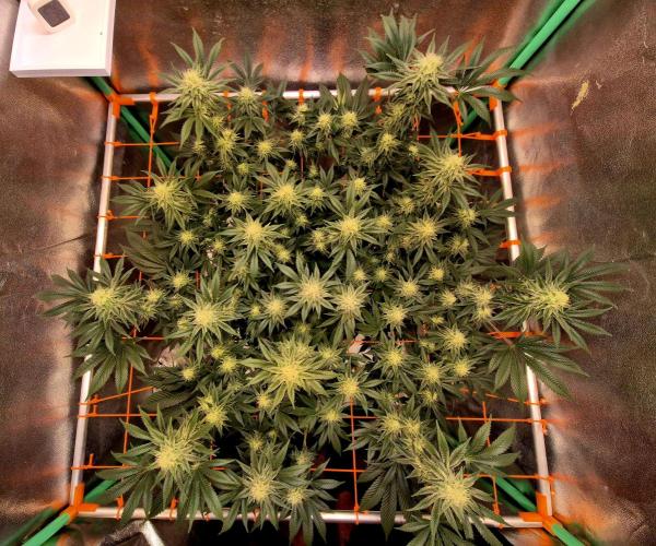 Orange bud main lining. Week 14 - (C)andromeda
