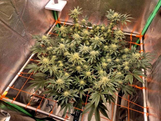 Orange bud main lining. Week 14