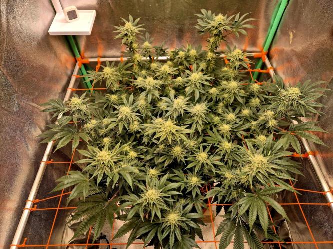 Orange bud main lining. Week 14