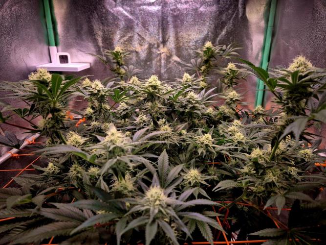 Orange bud main lining. Week 14