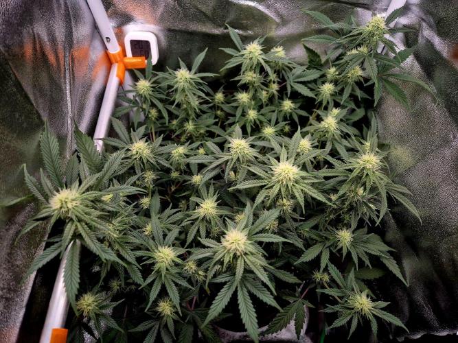 Special Kush (clone) main lining. Week 10 - 16.03.