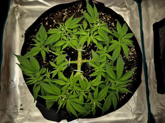 Cream Mandarine main lining. Week 6 - 17.03