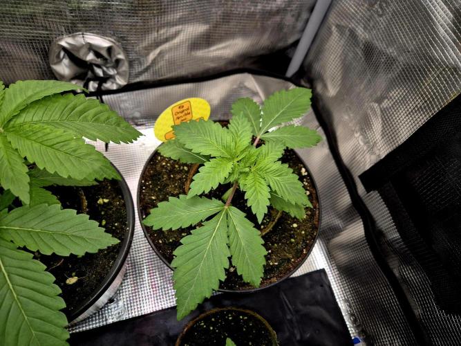 Rainbow Hitter. Week 3 - 17.03.