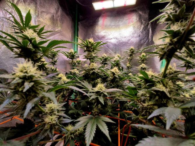 Orange bud main lining. Week 14