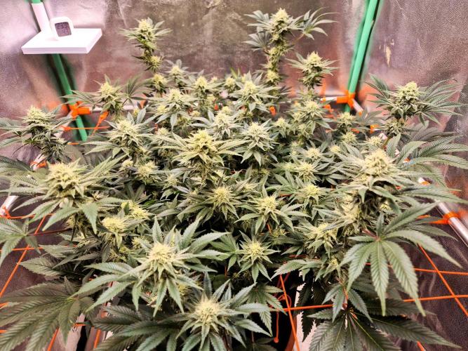 Orange bud main lining. Week 14