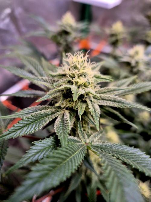 Orange bud main lining. Week 14