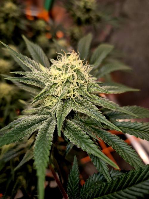 Orange bud main lining. Week 14