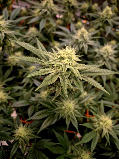 Orange bud main lining. Week 14