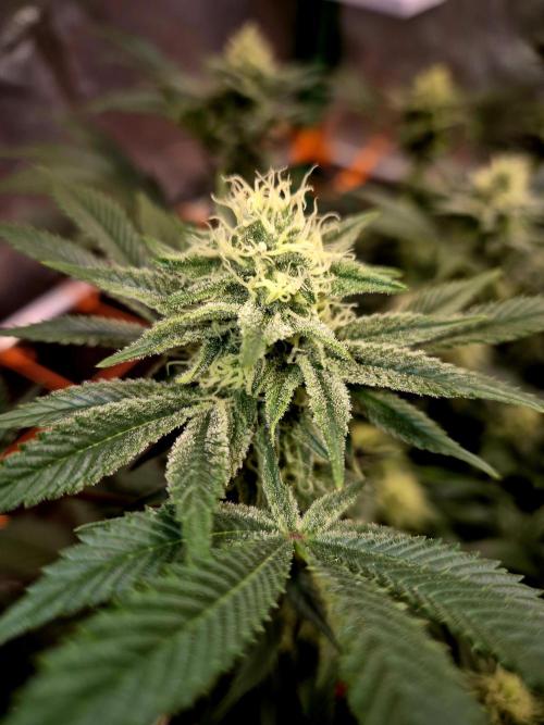 Orange bud main lining. Week 14