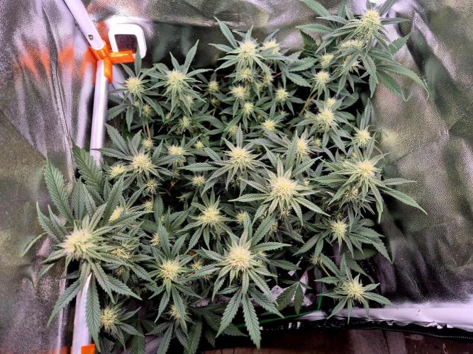 Special Kush (clone) main lining. Week 10 - 17.03.