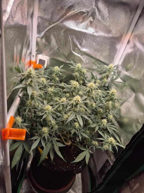 Special Kush (clone) main lining. Week 10