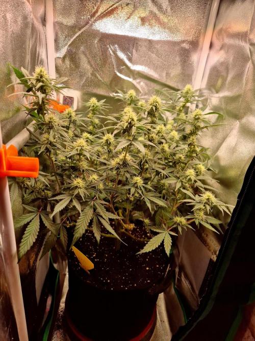 Special Kush (clone) main lining. Week 10