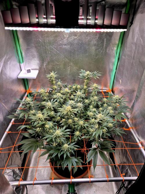 Orange bud main lining. Week 14