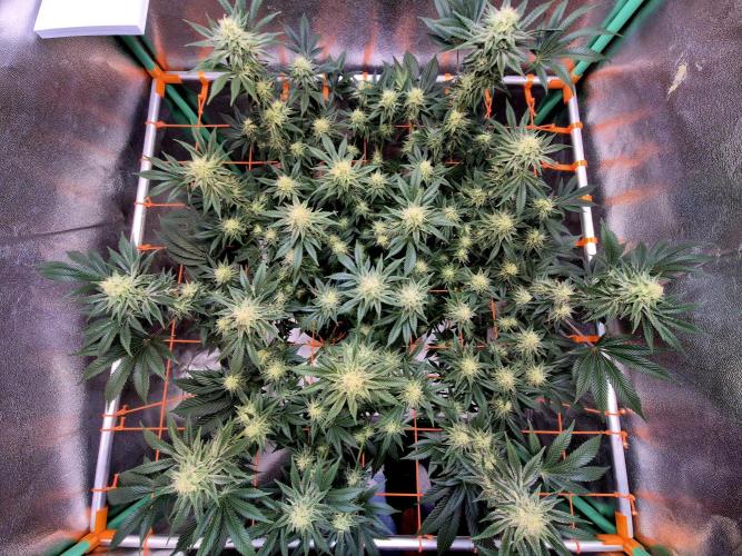 Orange bud main lining. Week 14