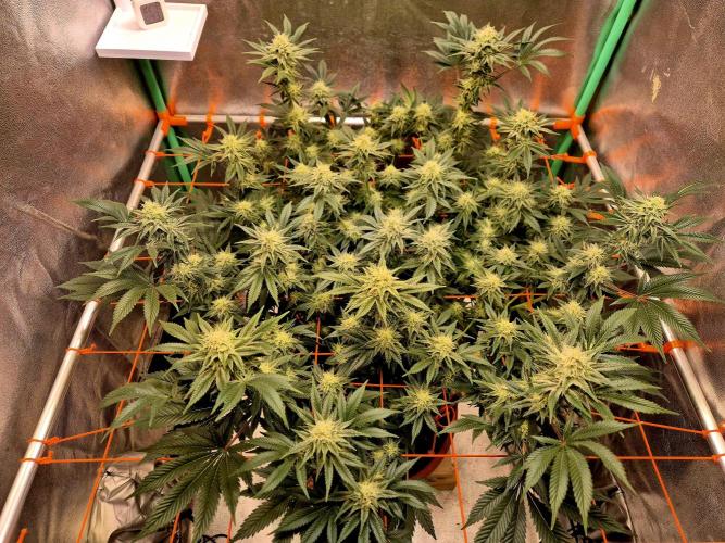 Orange bud main lining. Week 14