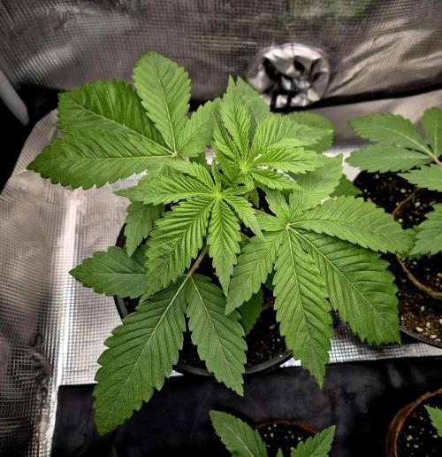 F026 - The Tropical Ice Cream One (USA). Week 3 - 18.03.