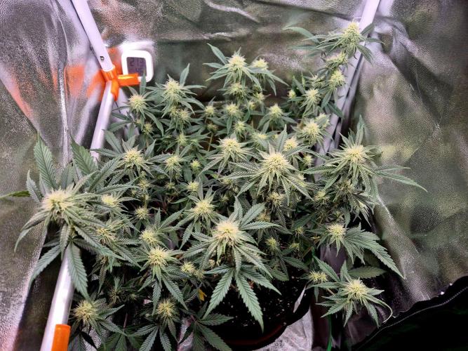 Special Kush (clone) main lining. Week 10 - 18.03.