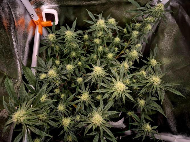 Special Kush (clone) main lining. Week 10