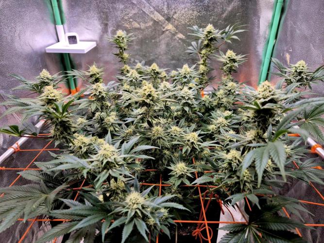 Orange bud main lining. Week 14