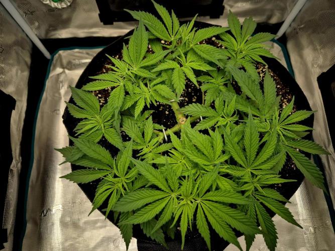 Cream Mandarine main lining. Week 6 - 19.03.