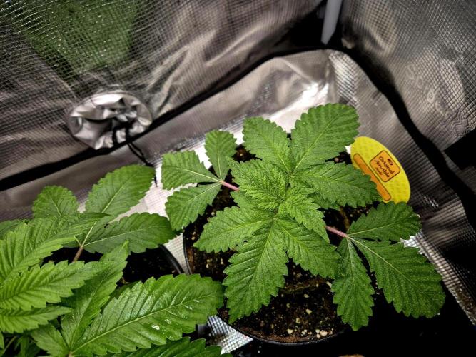 Rainbow Hitter. Week 3 - 19.03.