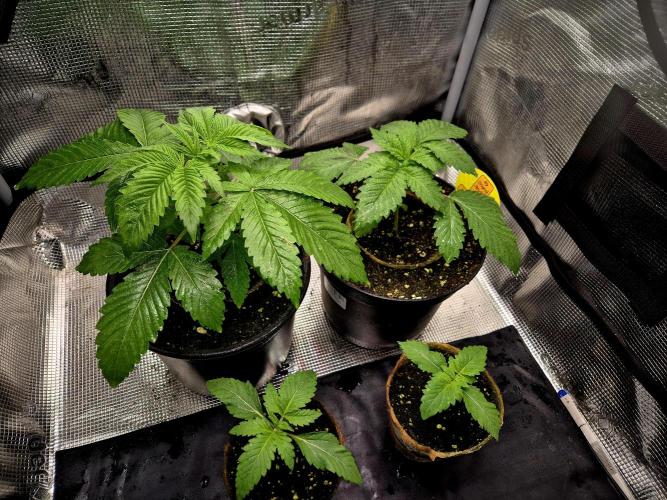 Rainbow Hitter. Week 3