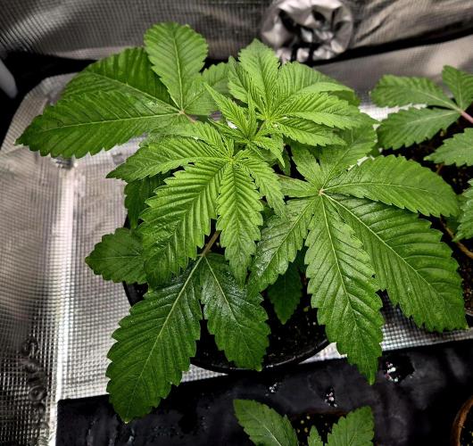 F026 - The Tropical Ice Cream One (USA). Week 3 - 19.03.